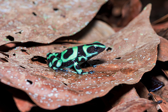 Green & Black Poison Dart Frog