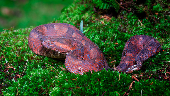 Hog Nosed Viper