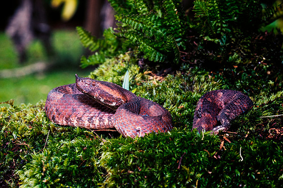 Hog Nosed Viper