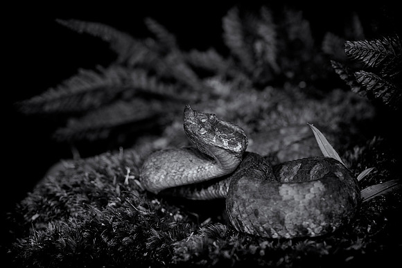 Hog Nosed Viper
