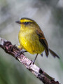 Birds of Colombia