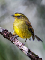 Brown Backed Chat Tyrant