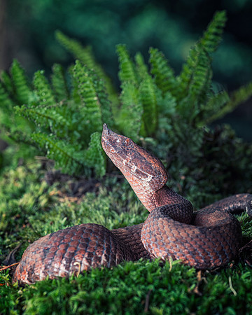 Hog Nosed Viper