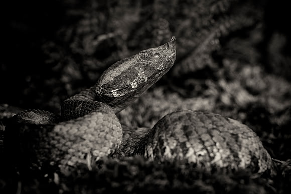 Hog Nosed Viper