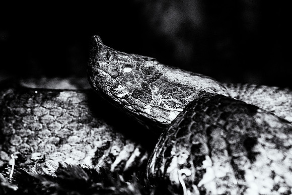 Hog Nosed Viper