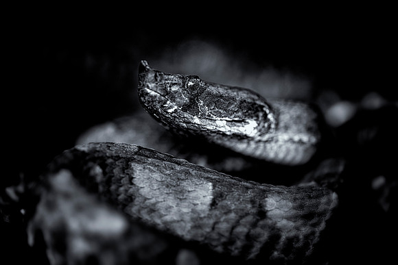Hog Nosed Viper