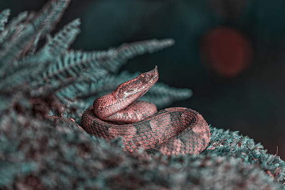 Hog Nosed Viper