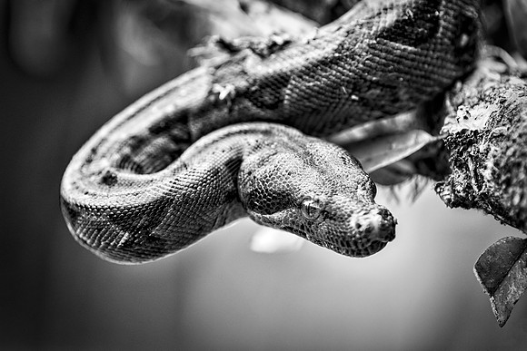 Boa Constrictor