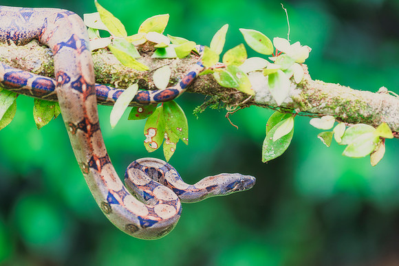 Boa Constrictor