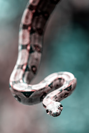 Boa Constrictor