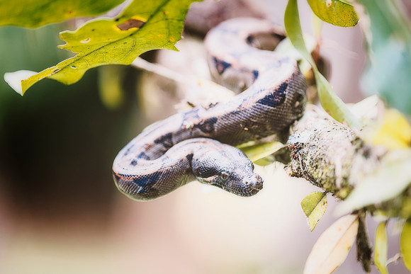 Boa Constrictor