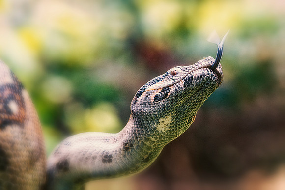 Boa Constrictor