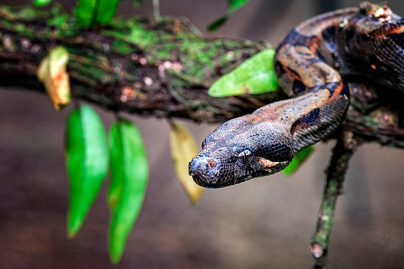 Boa Constrictor