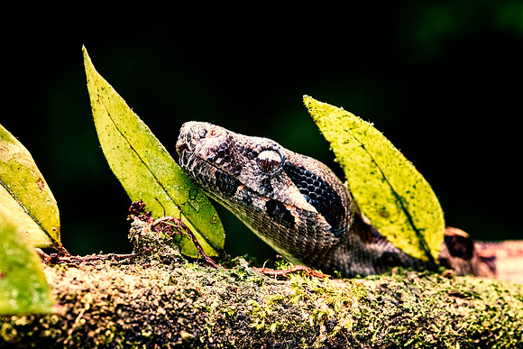 Boa Constrictor