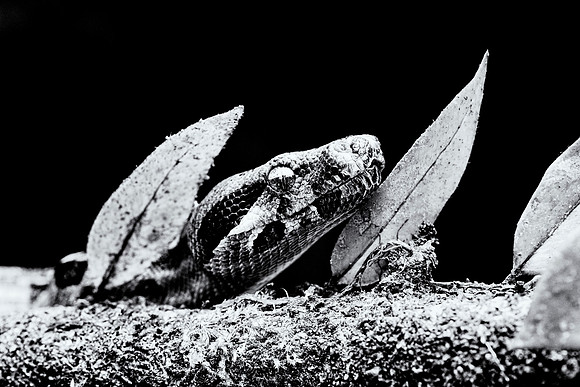 Boa Constrictor
