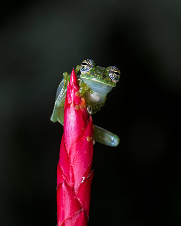 Cascade Glass Frog