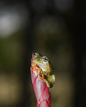 Cascade Glass Frog