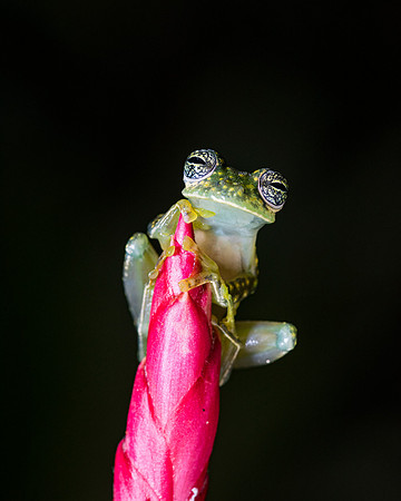 Cascade Glass Frog