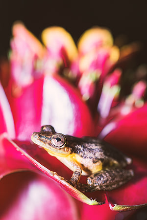 Green Bones Frog