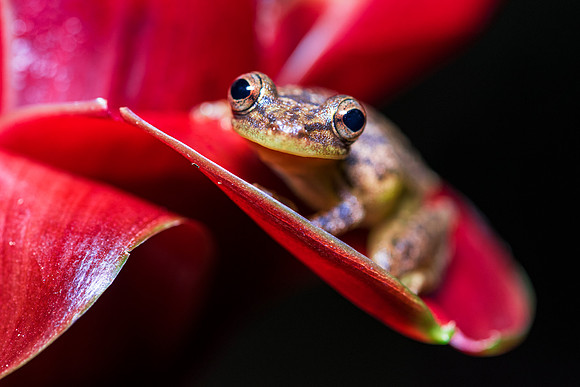 Green Bones Frog