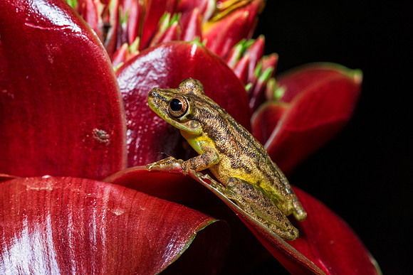 Green Bones Frog