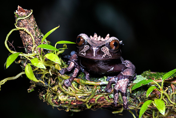 Coronated Tree Frog