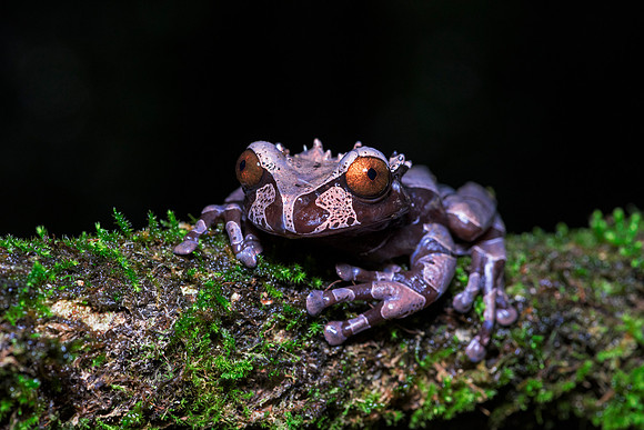 Coronated Tree Frog