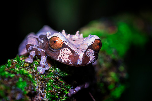 Coronated Tree Frog