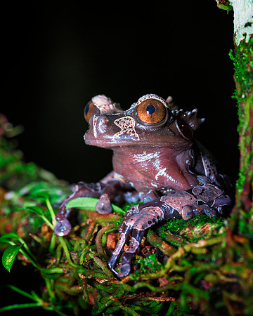 Coronated Tree Frog
