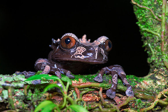 Coronated Tree Frog