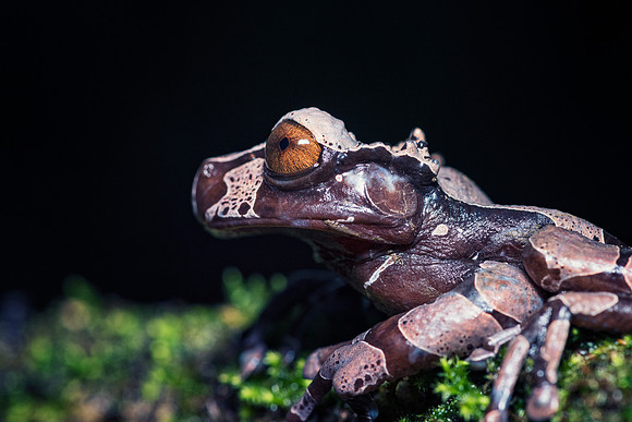 Coronated Tree Frog