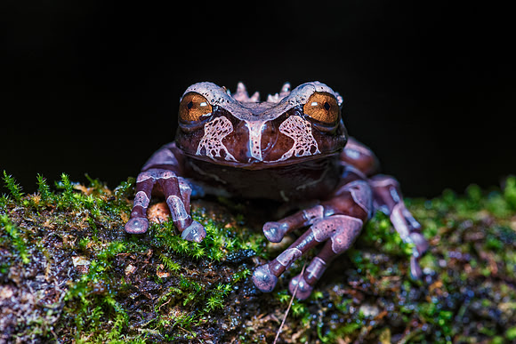 Coronated Tree Frog