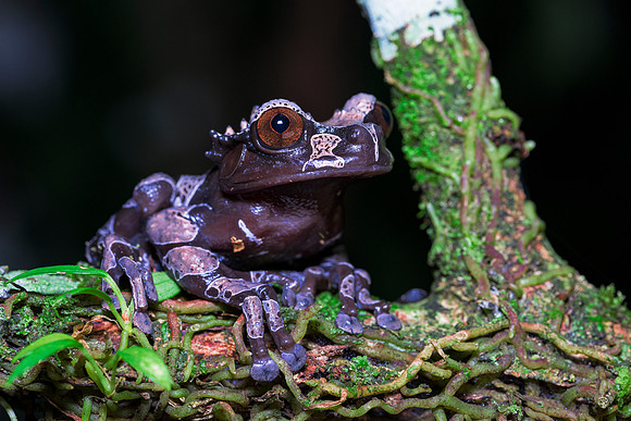 Coronated Tree Frog