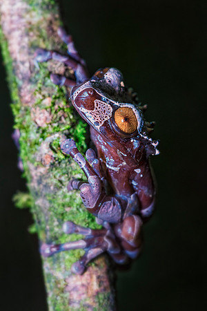 Coronated Tree Frog