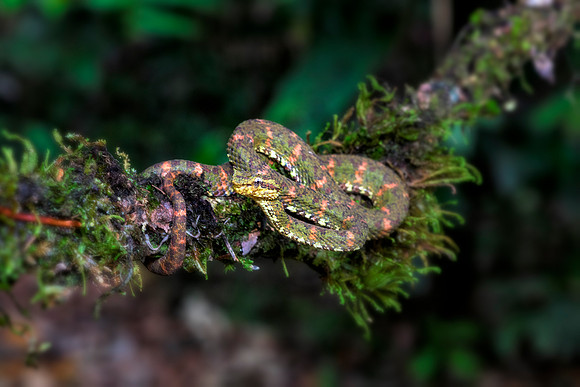 Eyelash Viper