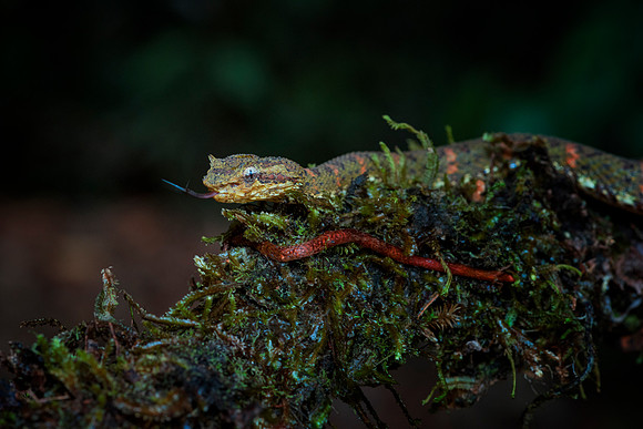 Eyelash Viper