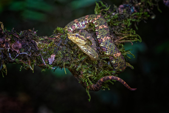 Eyelash Viper