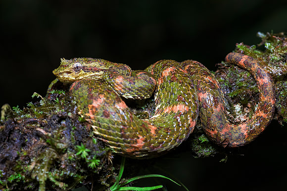 Eyelash Viper