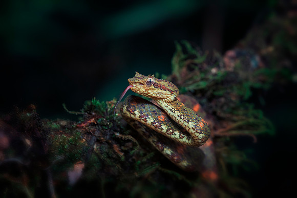 Eyelash Viper