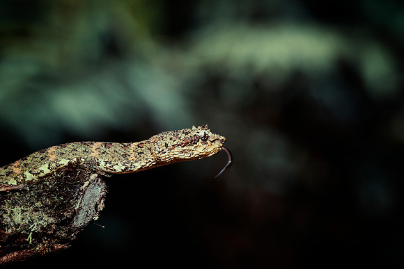 Eyelash Viper