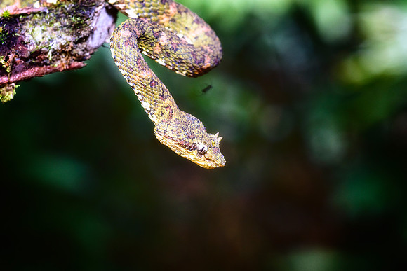 Eyelash Viper
