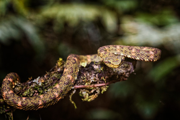 Eyelash Viper