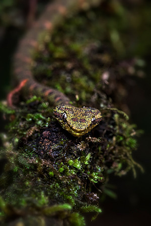 Eyelash Viper