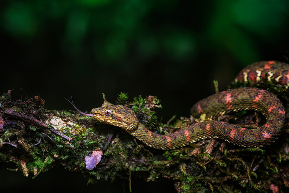 Eyelash Viper