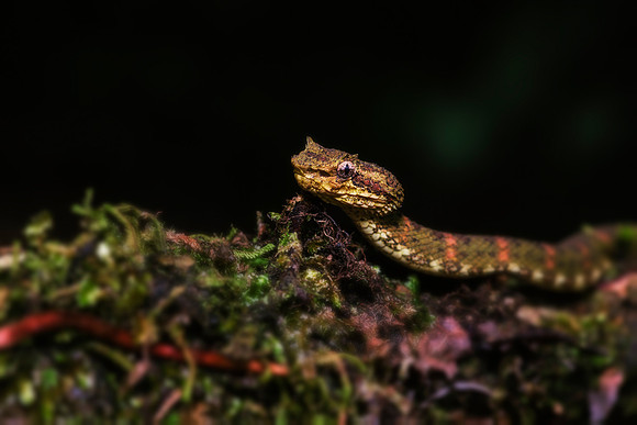 Eyelash Viper