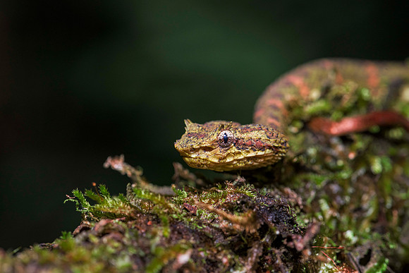 Eyelash Viper