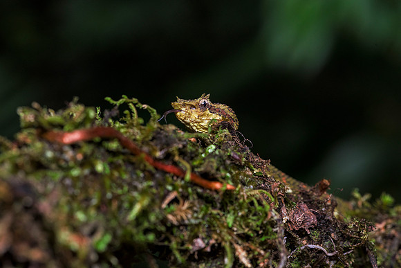 Eyelash Viper