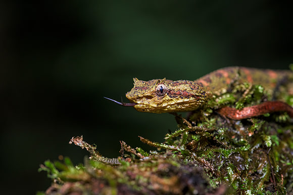 Eyelash Viper