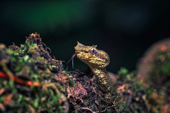 Eyelash Viper