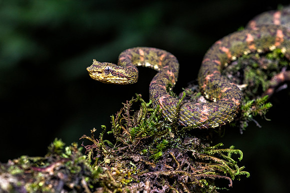 Eyelash Viper